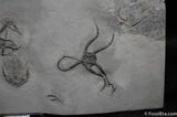 Amazing Plate - Trilobites and Starfish #514-3